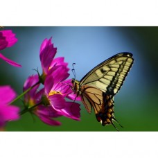  FL 304102 Пеперуда и лилави цветя - Диамантен гоблен