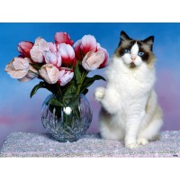 Котка и лалета - Картина по номера ZE 5024