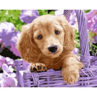 Картина по номера - Кученце в лилава кошница ZE 3751